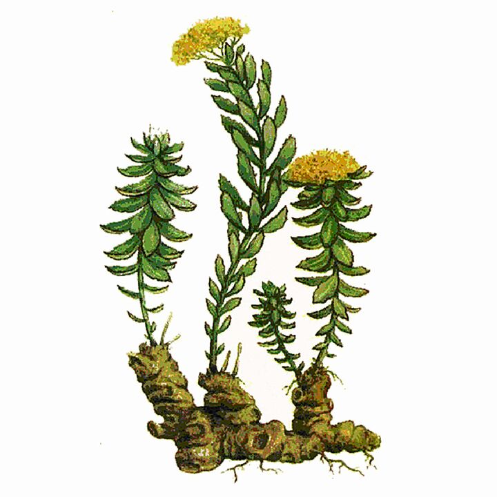 Rosela Rhodiola ekstrakt gigantse geeli osana